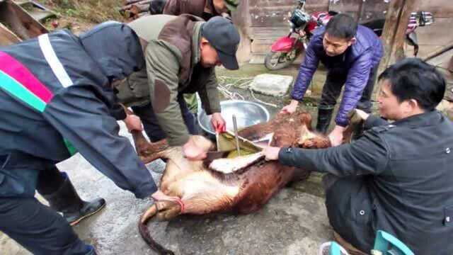 牛瘪又被称为“百草汤”,是黔东南地区独特的美食,深受侗族苗族人民喜爱!