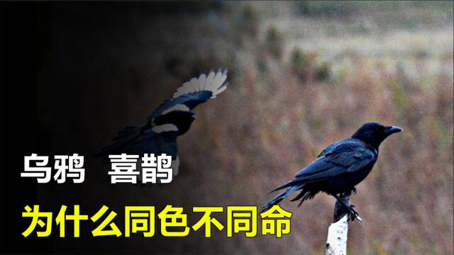 农村风俗,乌鸦报忧喜鹊报喜,是确有其事还是空穴来风?