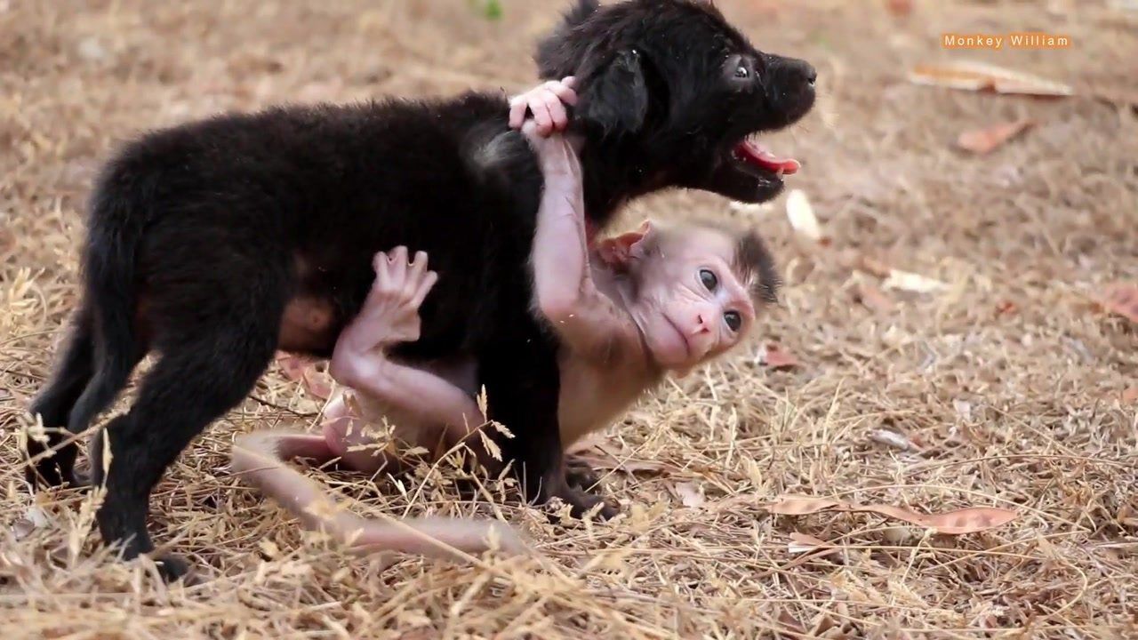 狗与猴图片大全可爱图片