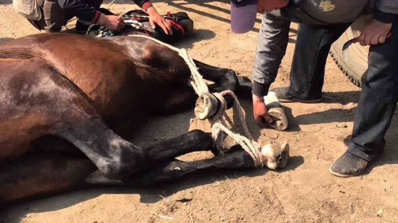 修马蹄之被五花大绑躺着修蹄还是第一次见,让我们看看咋回事