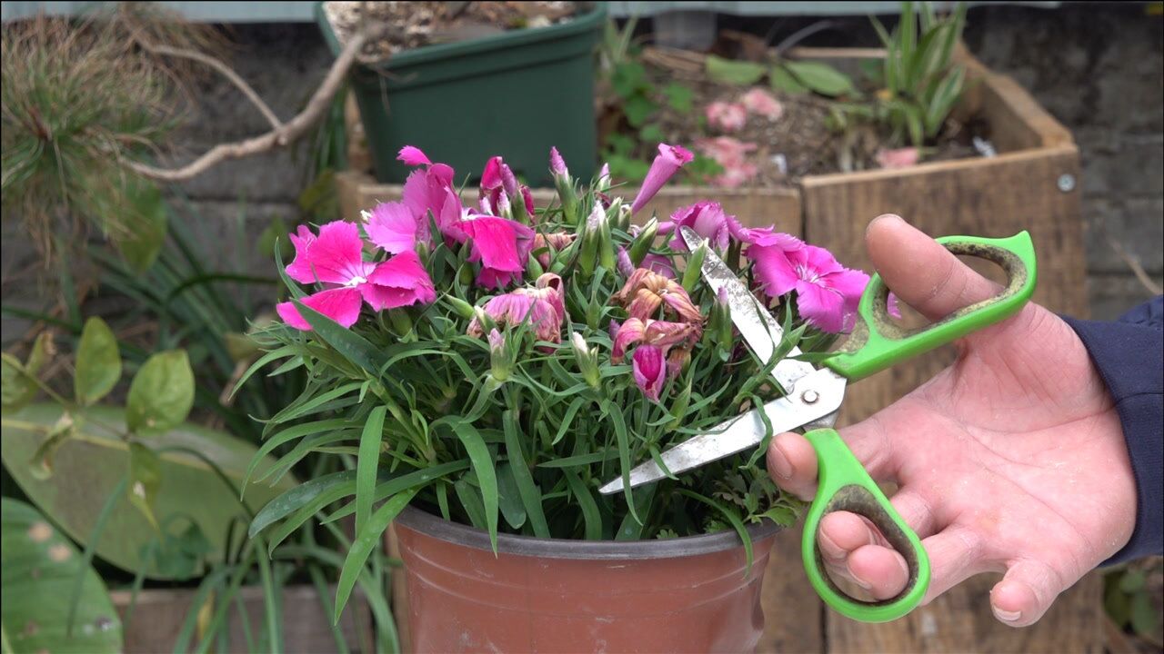 石竹花谢后,这样剪几刀,下次开花多到不见叶!