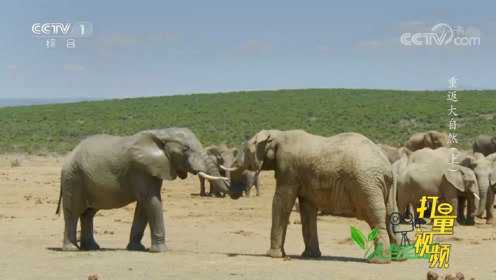 曾被猎杀到仅剩11头大象！来了解大象国家公园的由来