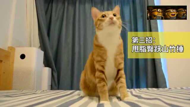 橘猫:精神帅气橘,在线开课,揭秘如何成为一只可爱又灵活的猫咪哦!