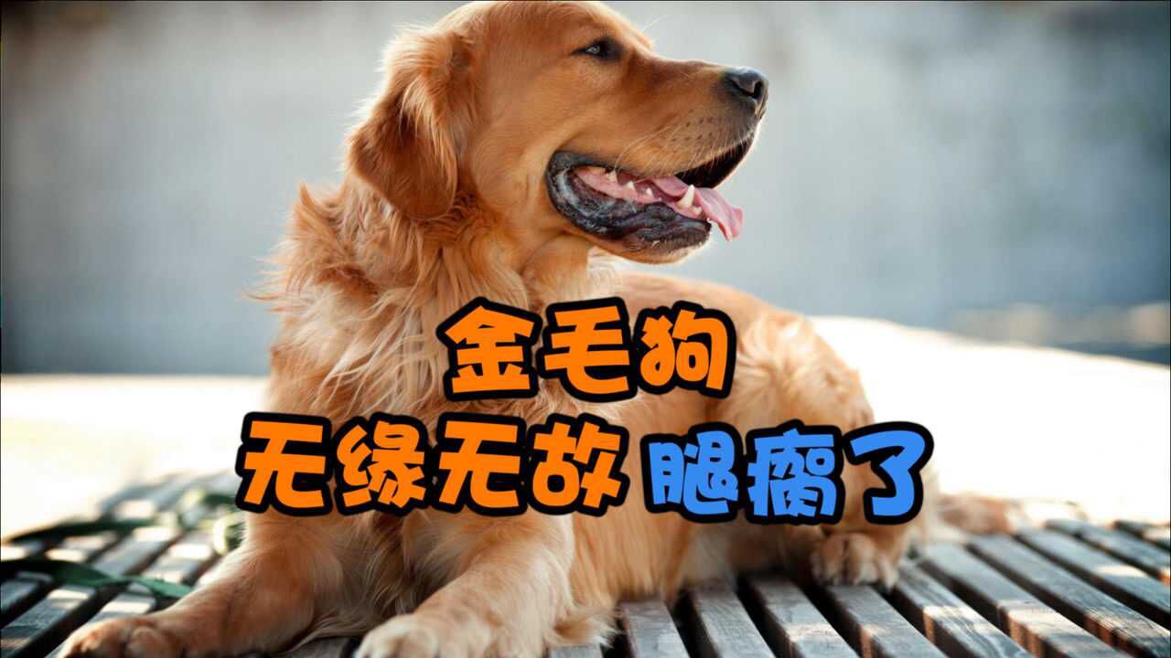 金毛狗无缘无故腿瘸了