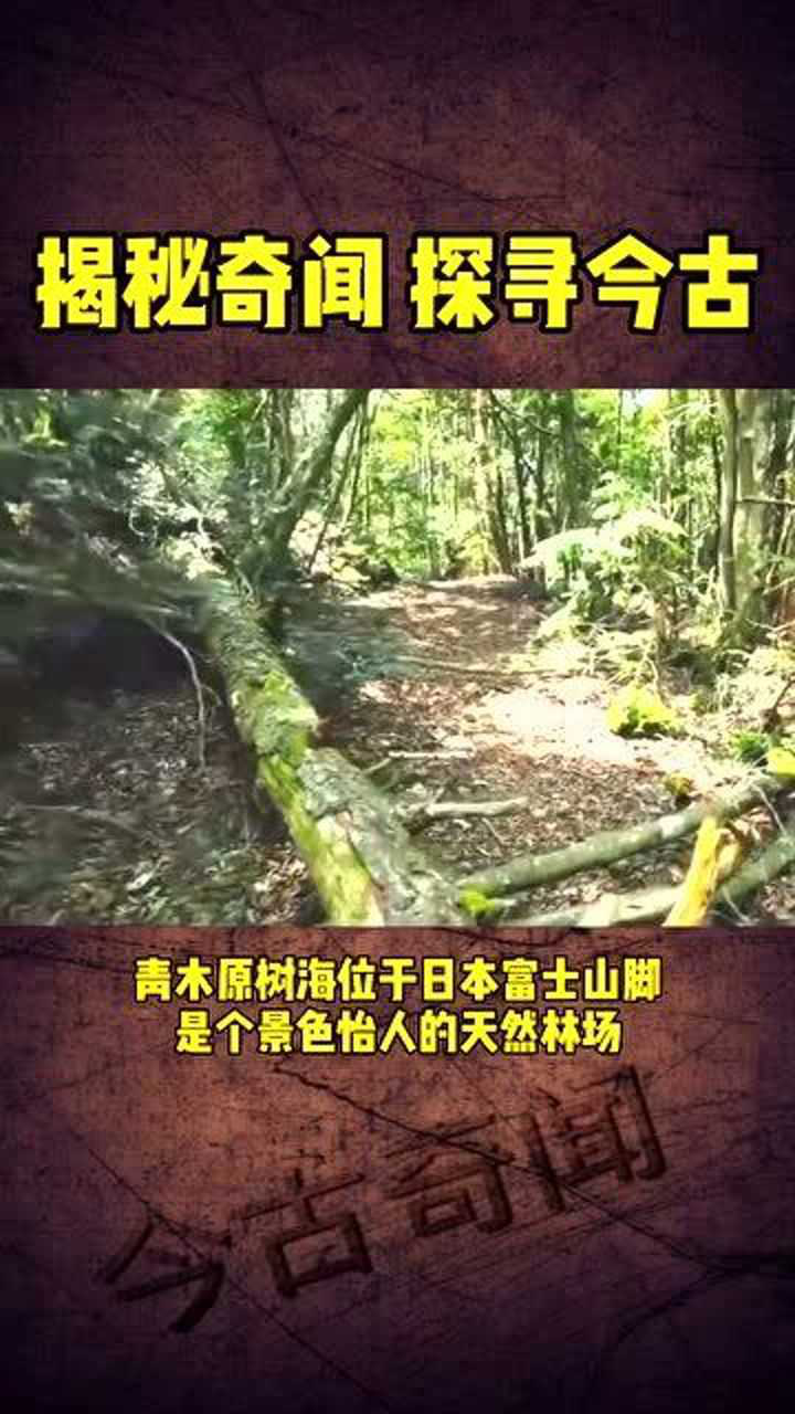 青木原收尸纪录片图片