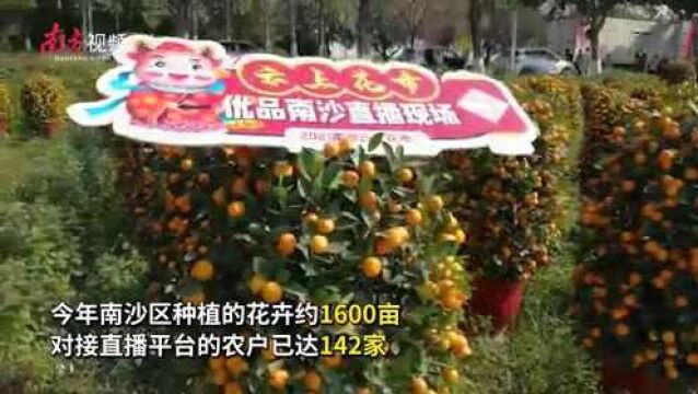 南沙“云端花市,喜迎新春”主题直播,打开线上花市云销售