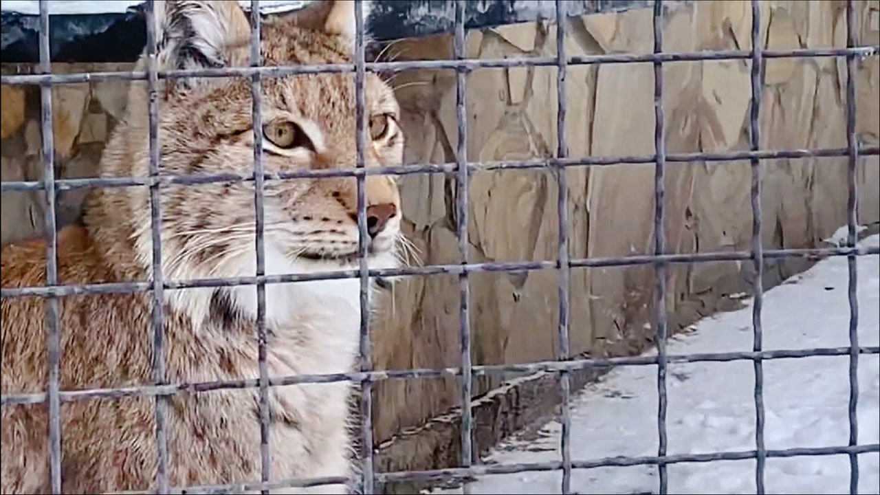 老虎是如何袭击主人的悄悄埋伏在树后的样子太吓人了