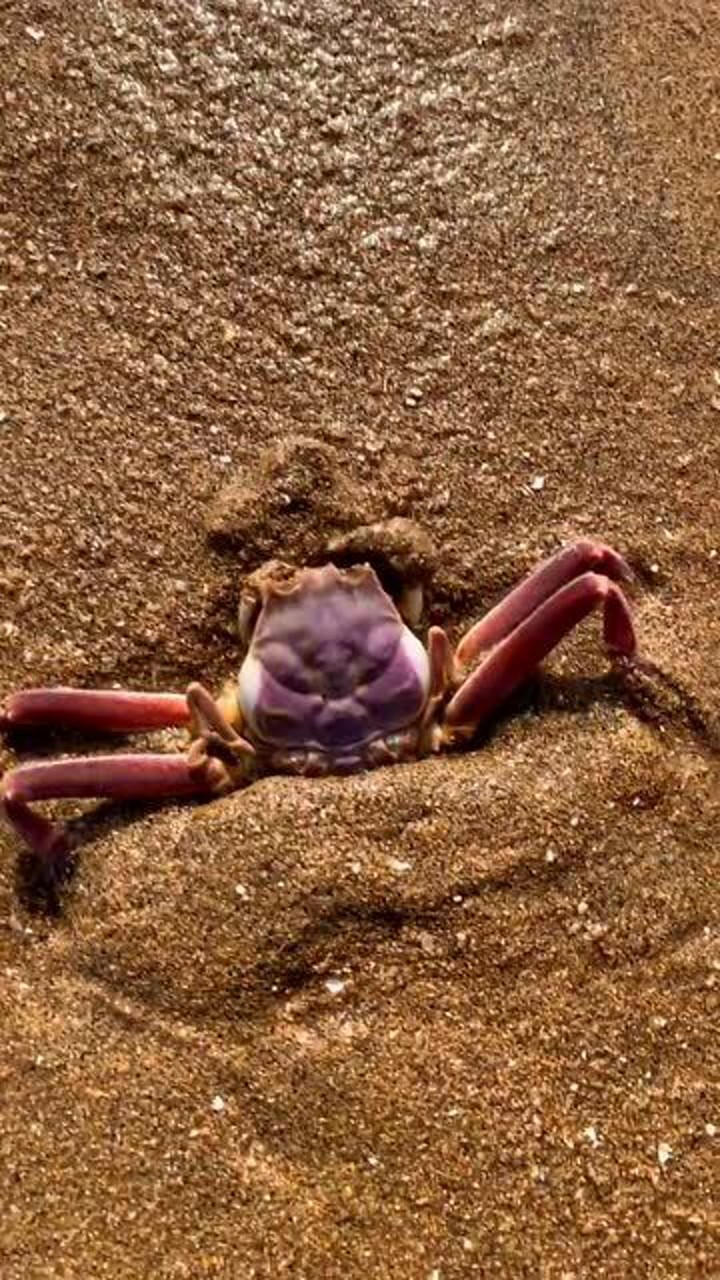 这叫关公蟹,想不想一张关公脸?