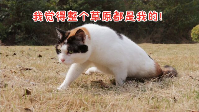 宅猫终于出门啦!铲屎官带猫出门享受冬天阳光!