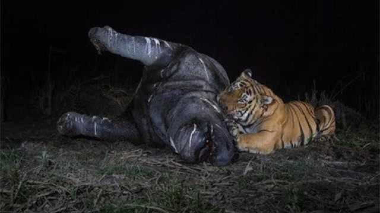 作为百兽之王的老虎能捕杀一头成年犀牛吗看完这个视频就知道了