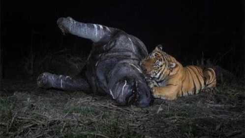 作为百兽之王的老虎能捕杀一头成年犀牛吗看完这个视频就知道了