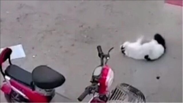 监控曝光!猫咪街头狂奔没看路,一头撞上电动车折颈死亡!