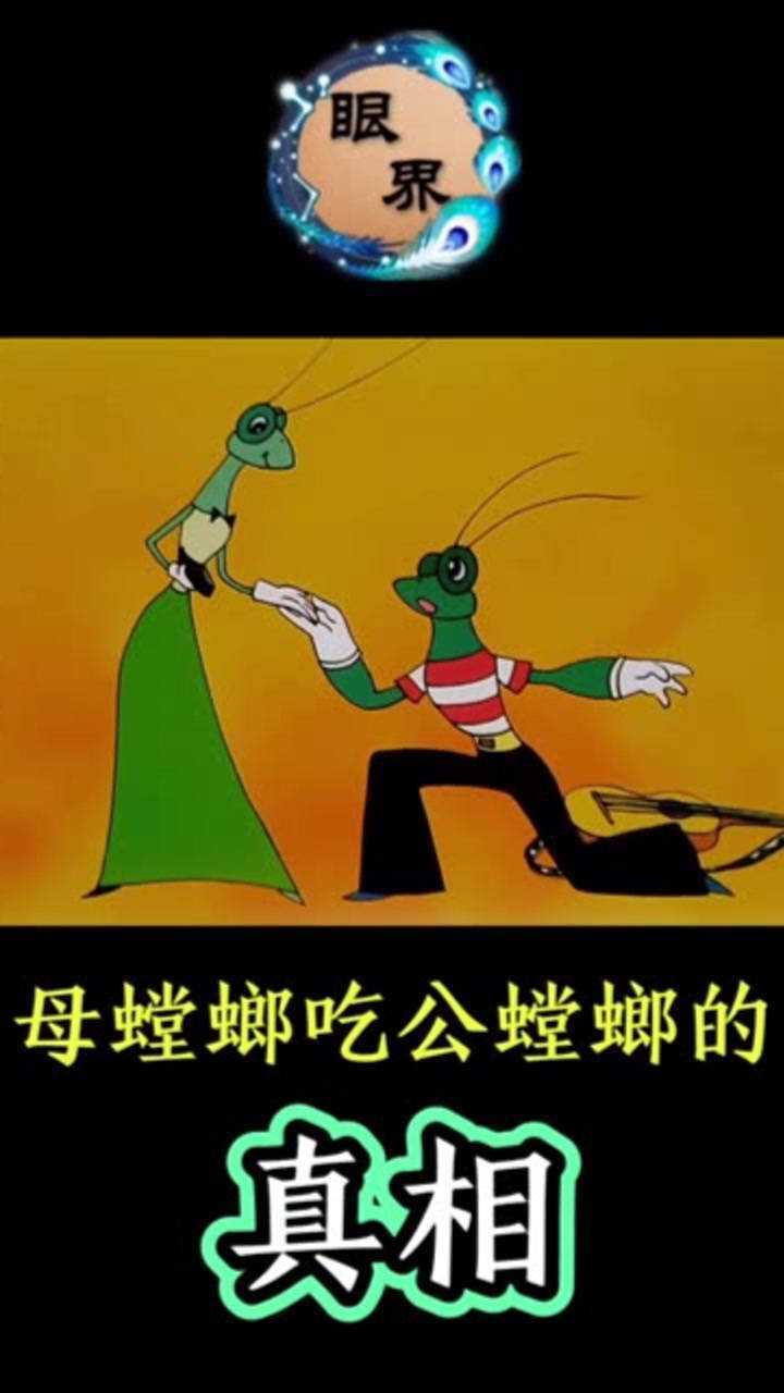 母螳螂吃公螳螂的 真相.