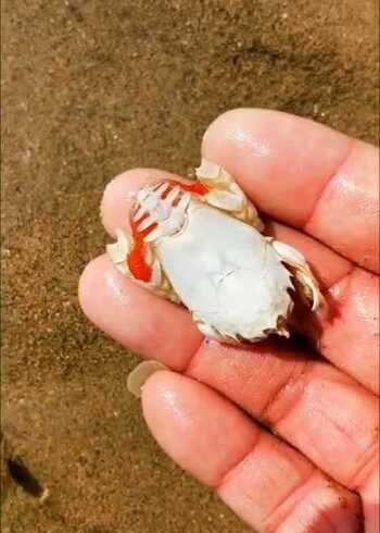 海金蝉在海边是一种非常罕见的物种,老渔民常说见金蝉着走好运就把它