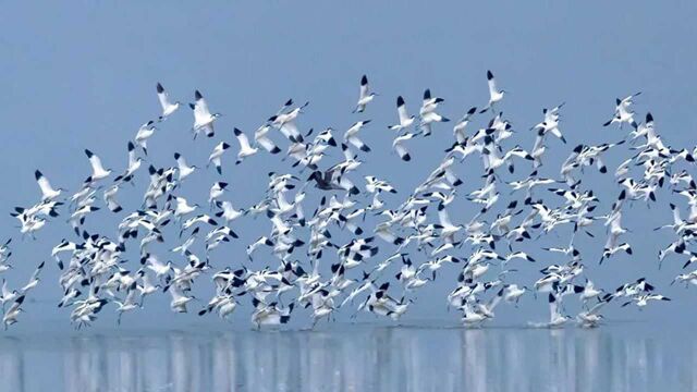 【“飞阅”中国】生态修复环境美 沉湖湿地鸟翩跹