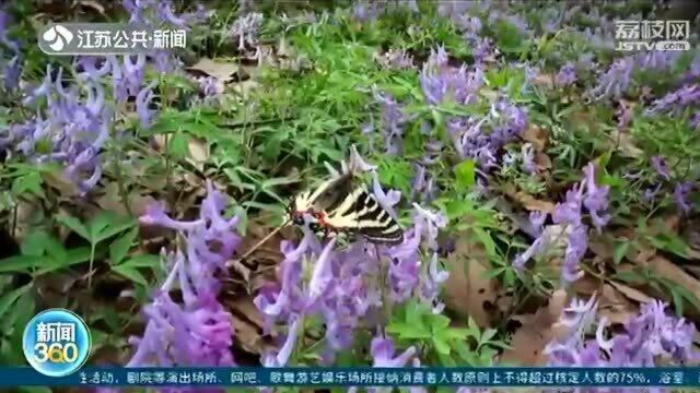 风和日丽 南京:中华虎凤蝶较往年提前半月羽化翩飞