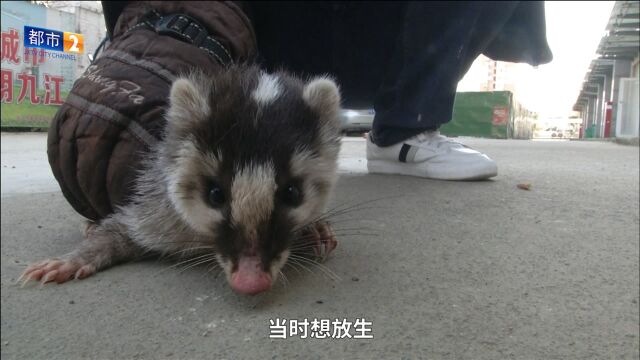 超市溜进个尖脸长爪的“小不点儿”竟是珍稀野生动物