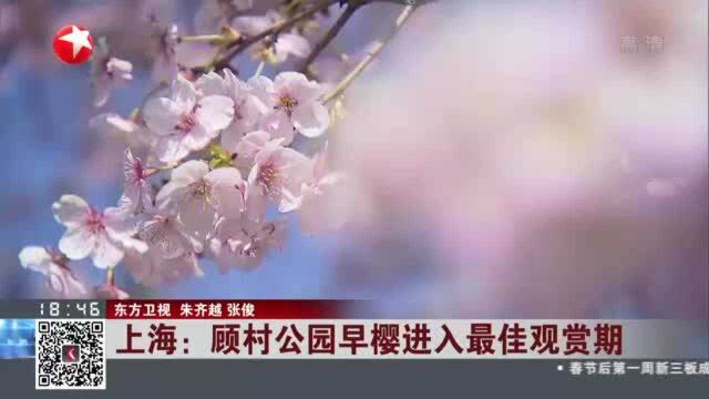 上海:顾村公园早樱进入最佳观赏期