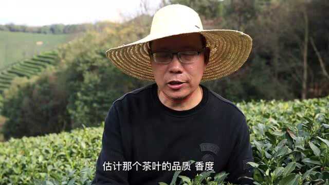 杭州龙坞高山龙井茶冒初芽了,预计会提早开采,品质或超去年