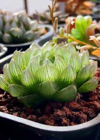 冰川玉露多肉植物