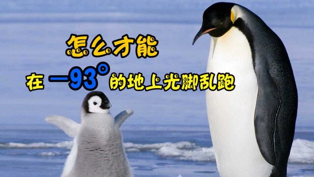 生活在南极的企鹅,是如何取暖的?看完视频你就明白了