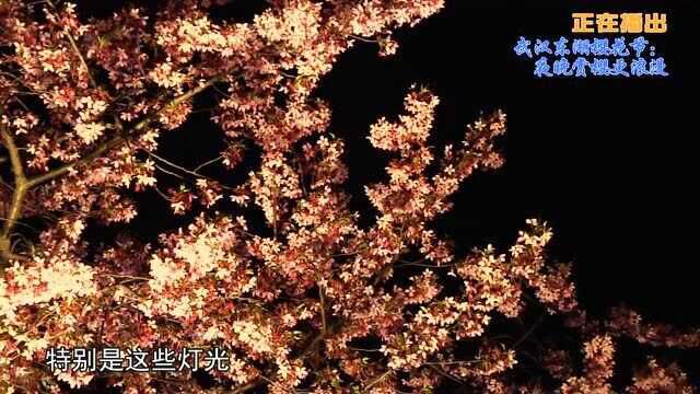 武汉东湖樱花节:夜晚赏樱更浪漫