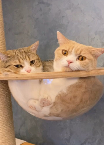 腻腻歪歪的两姐弟