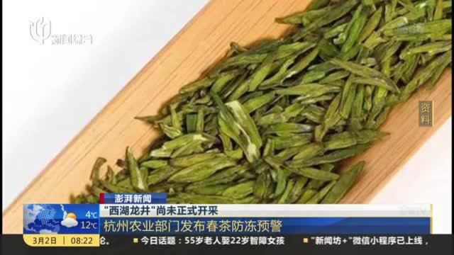 澎湃新闻:“西湖龙井”尚未正式开采——杭州农业部门发布春茶防冻预警