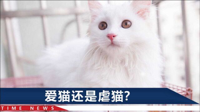 成都“共享猫咪”生意火爆,店主10只猫全被租走:租金最高上万元