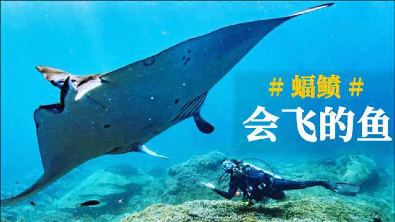 魔鬼鱼还能在天上飞?关于蝠鲼,这个会飞的鱼你得知道这些。_高清1080P在线观看平台_腾讯视频