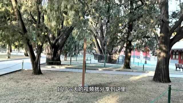 实拍天安门旁边的一处景点,一千年以上树龄的古树,太震撼了