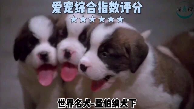 一分钟看懂你的狗 世界名犬圣伯纳犬 爱宠综合指数评分下集