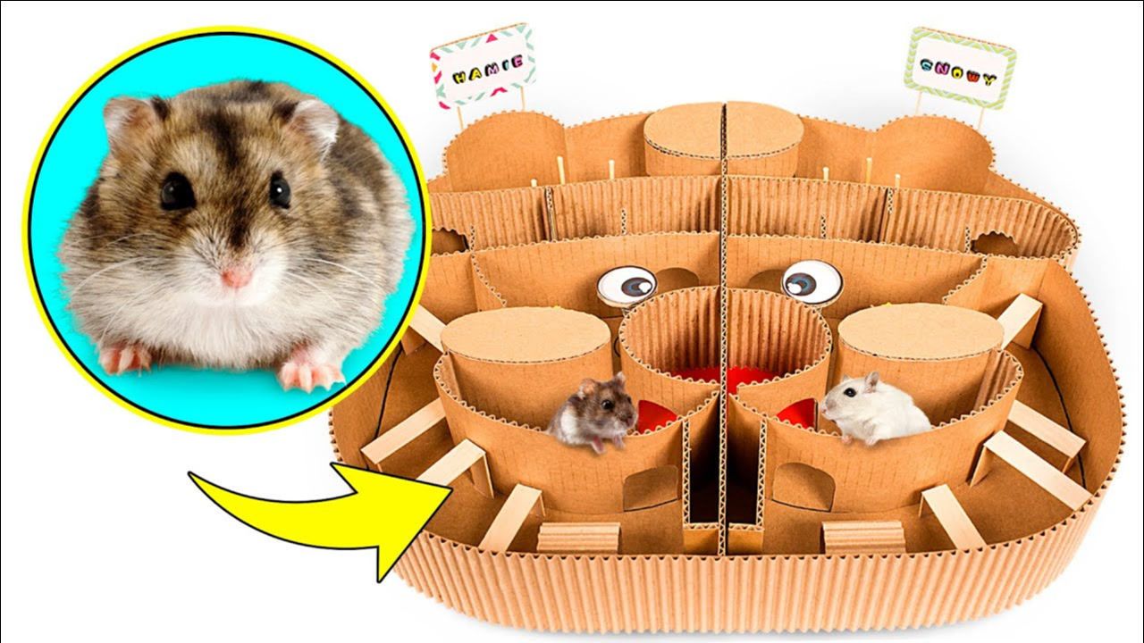 小山姆手工:两只可爱的仓鼠探索一个仓鼠形状的迷宫!