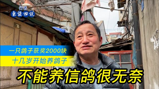 上海73岁爷叔爱养信鸽,现在不能养,原因让人很无奈