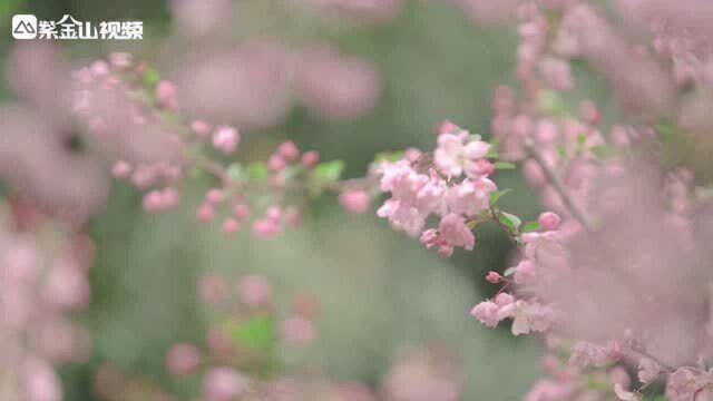 春似酒浓,南京江宁织造博物馆内海棠花开