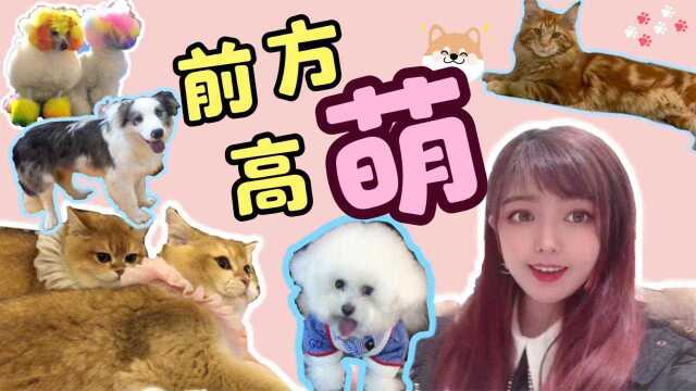 狗狗和美女跳高难度舞蹈是啥样?看杭州宠物展的猫猫狗狗萌化你!