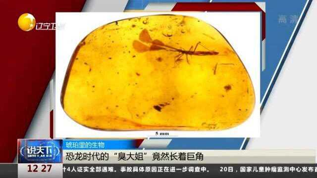 琥珀里的生物,恐龙时代的“臭大姐”竟然长着巨角