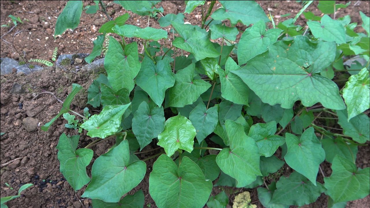 野生荞麦芽图片