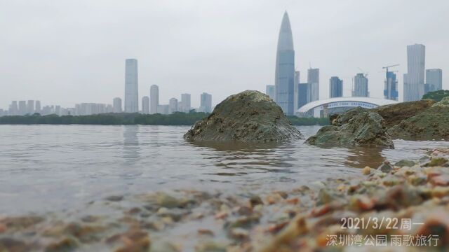 今日周一,深圳昨夜降温,寒冷早晨到深圳湾公园看看大海