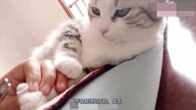 美国短毛猫——超级无敌“宝藏”猫咪