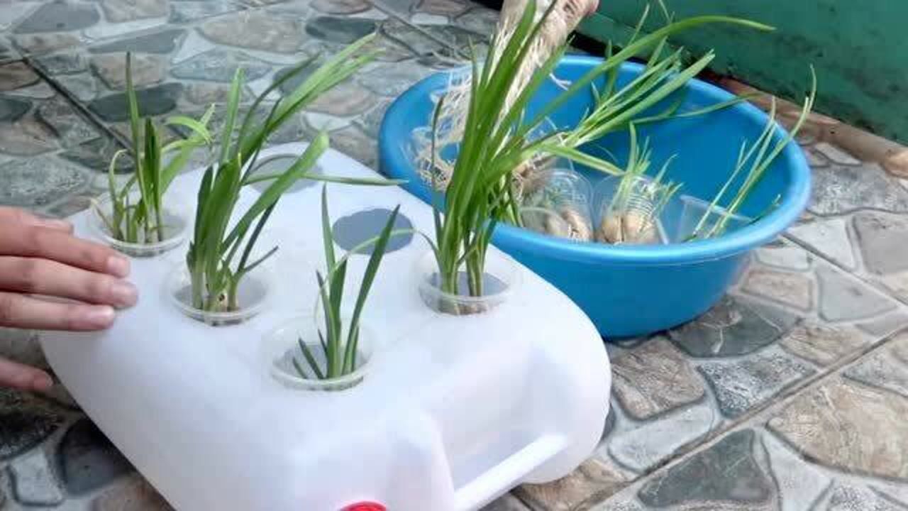 养花种菜:塑料瓶中种植大蒜,初学者轻松掌握,独具创意
