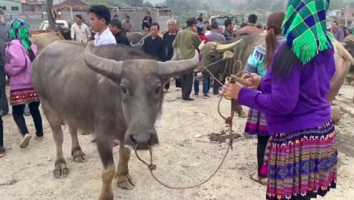 越南水牛市场很大，中国老板也来越南买牛了