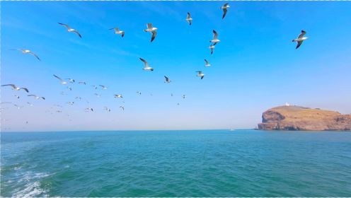坐船看海景，成群海鸥在头顶飞，4月威海荣成海驴岛试航体验