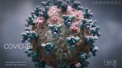 详细解读新冠病毒入侵人体后，免疫系统是如何大战新冠病毒的？