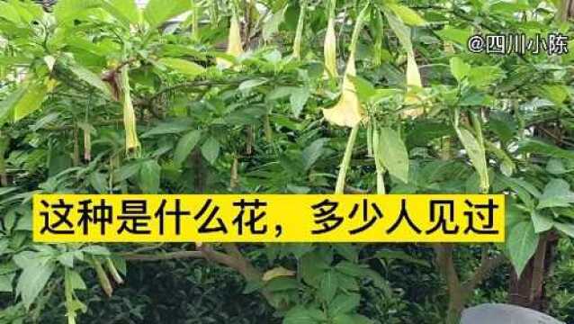 农村路边上,黄金灿灿含苞待放的花骨朵,看看有多少认识的