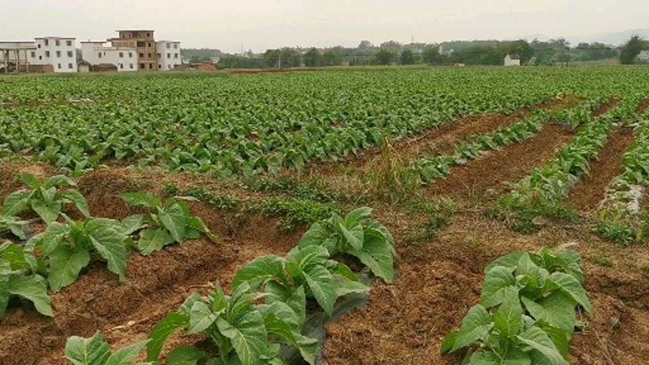 南雄黄烟长势喜人,会不会又是一个丰收之年?