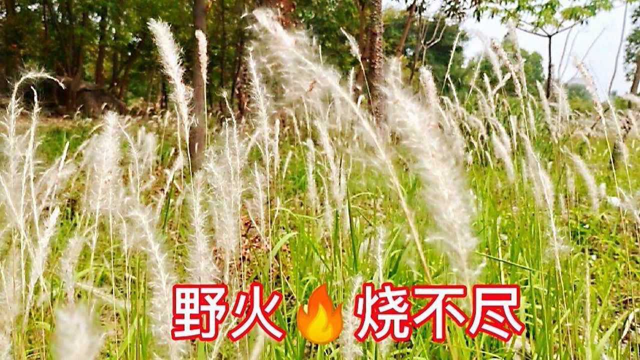 野火烧不尽,春风吹又生!配上绝顶音乐,听着,看着是另一种人生