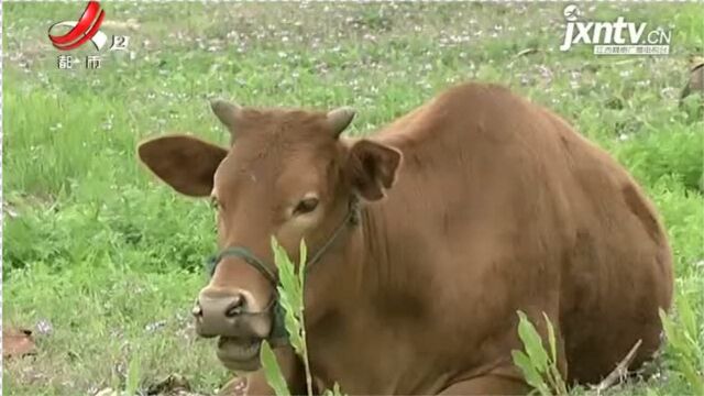 上饶鄱阳:耕牛处置基本到位 全力做好转产就业帮扶