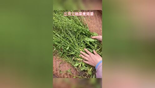 又是一年三月三：妈妈做的地菜煮鸡蛋最香