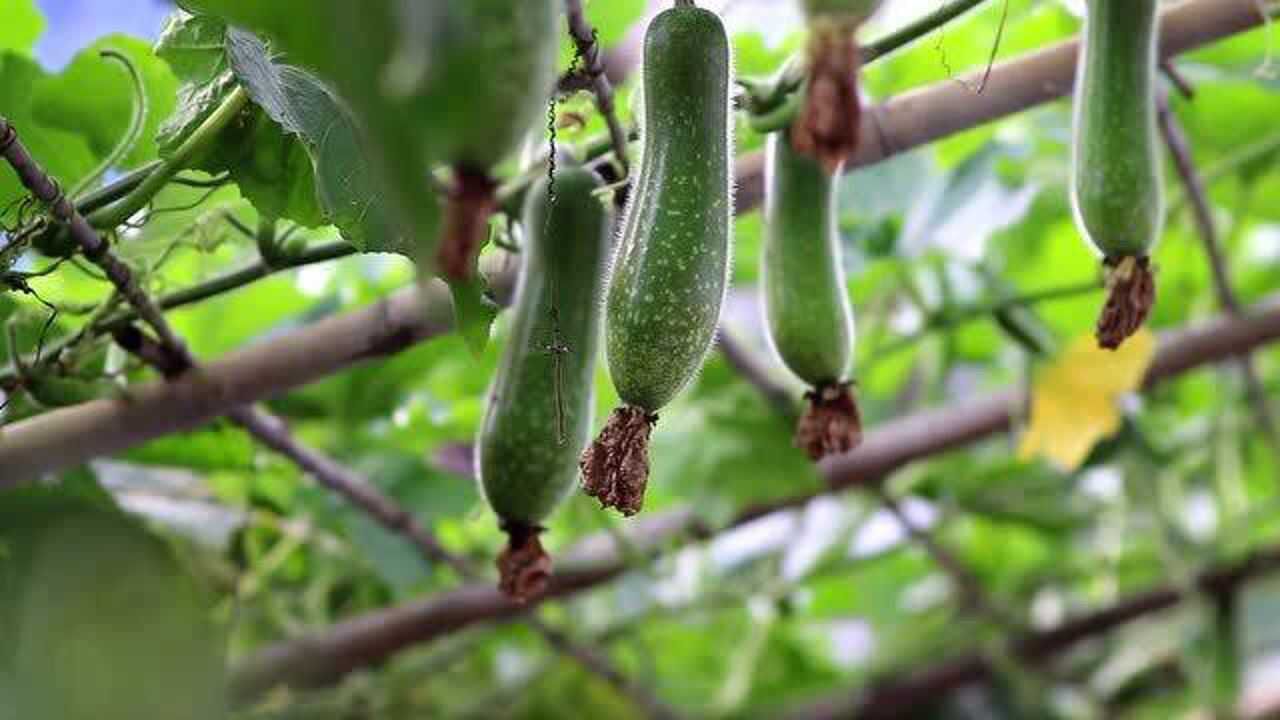广东顺德杏坛桑麻黑毛节瓜上市2021 4 14